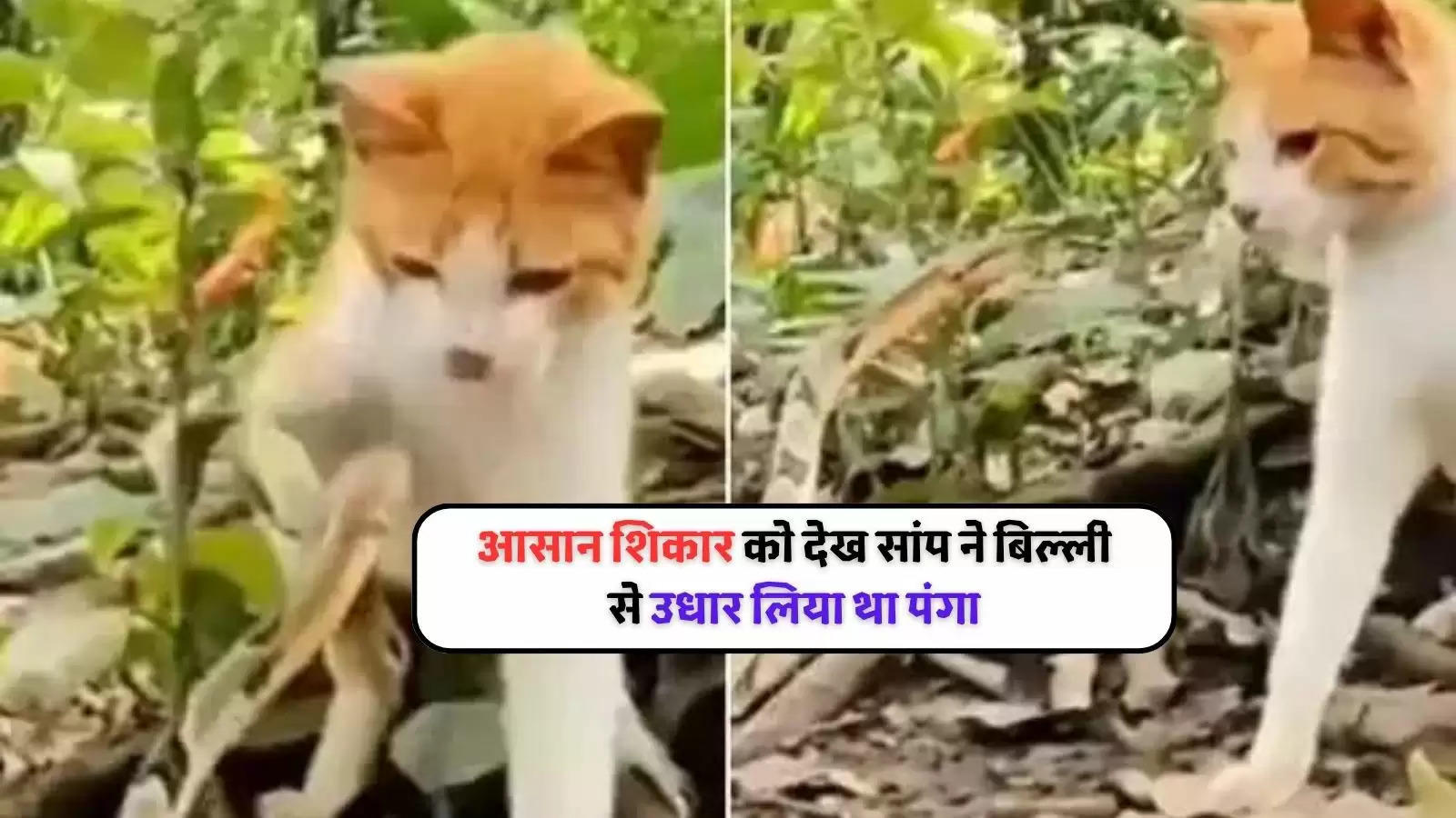 poisonous snake attacked the cat