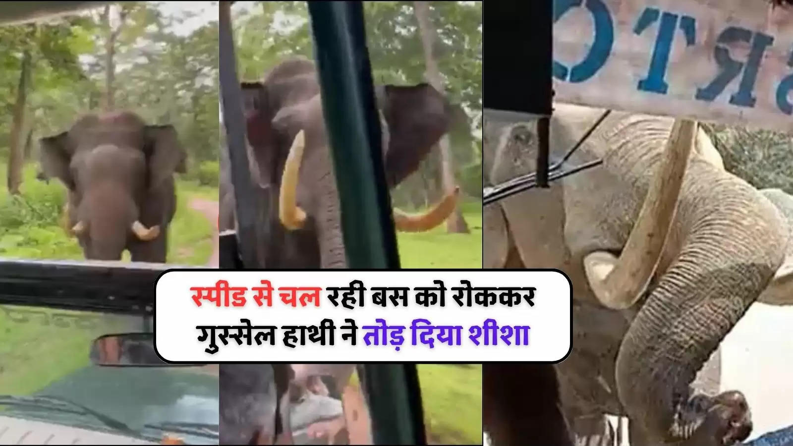 elephant breaks bus windshield