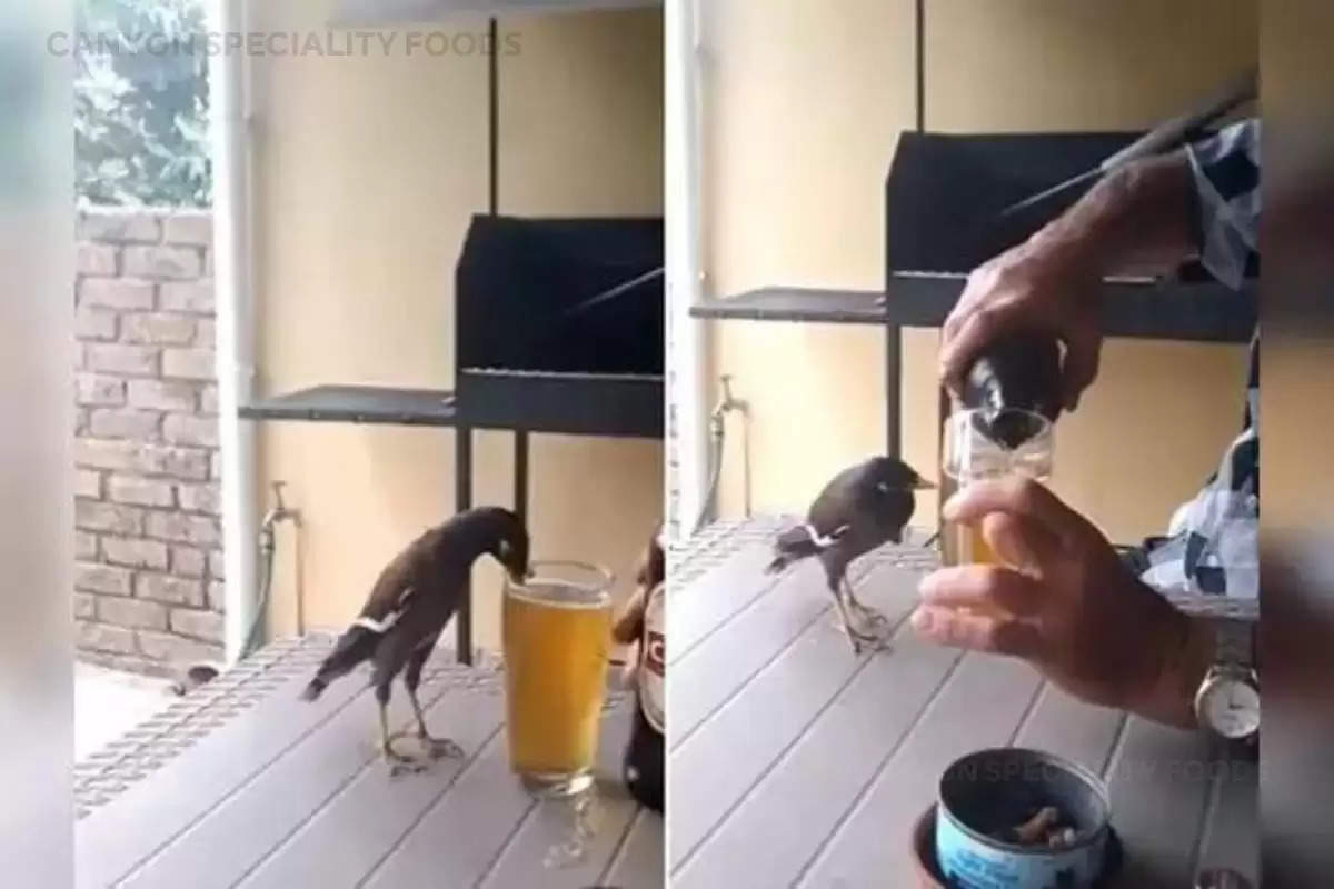 bird drink beer