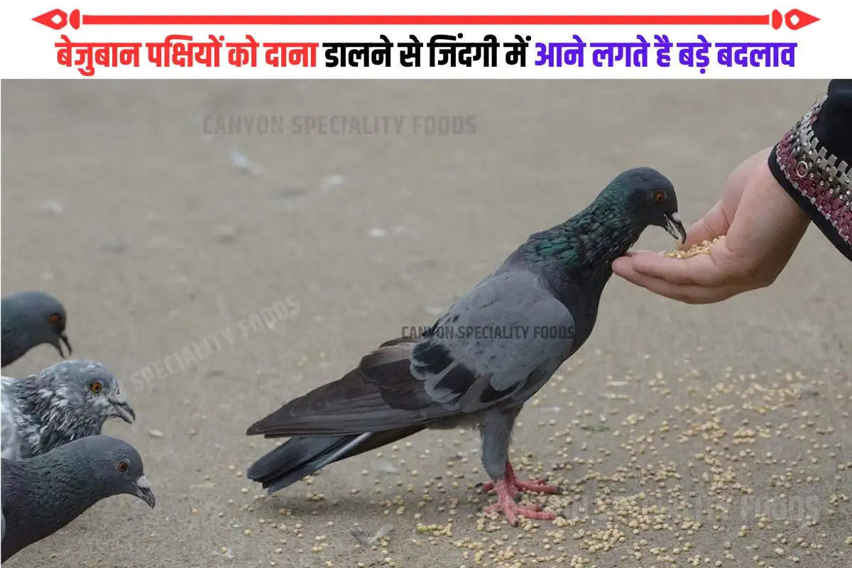 Benefits of feeding birds astrology in Hindi