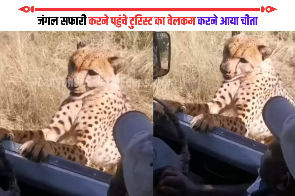 Cheetah Welcome Tourist