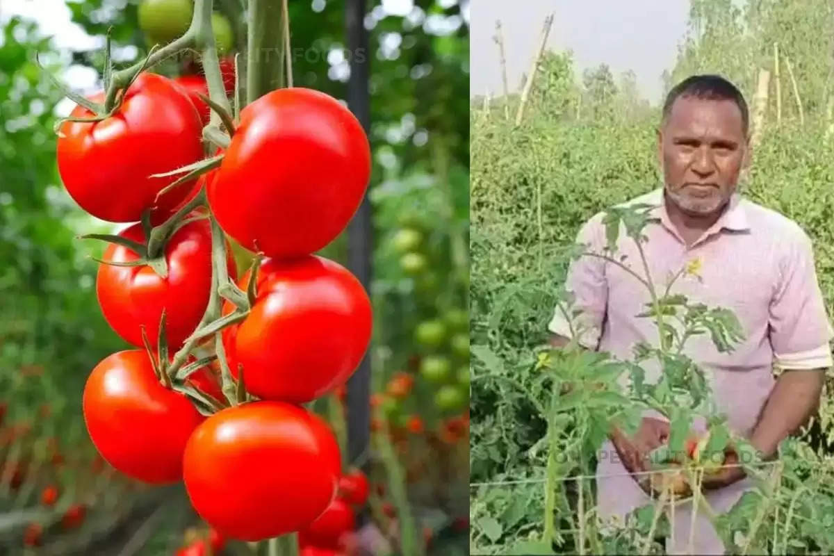 tomato farming tips