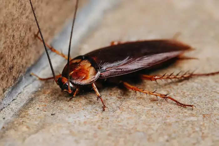 Get-rid-of-cockroaches-in-kitchen