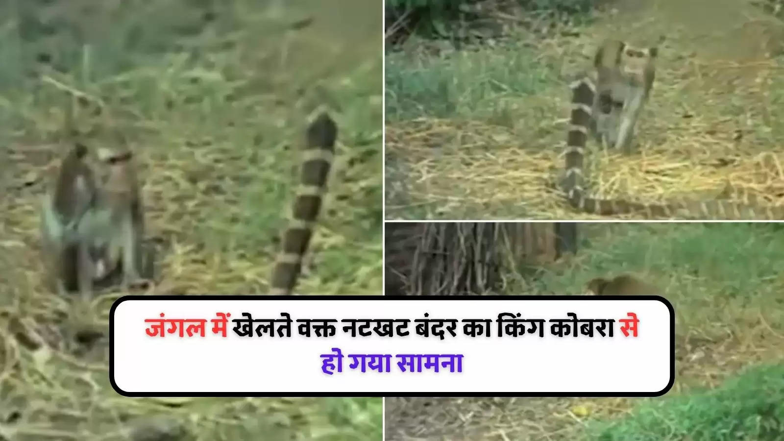 वीडियो: किंग कोबरा से भिड़ गया बंदर, पता है कौन जीता?