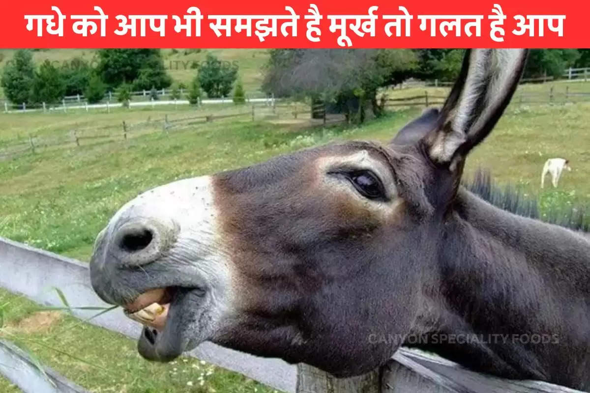 interesting facts about donkey