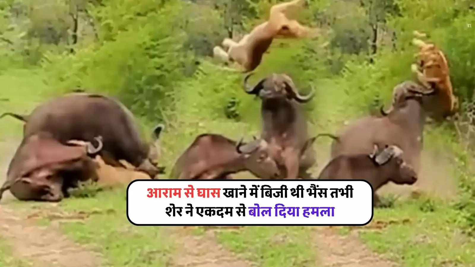 bull attack on lion video