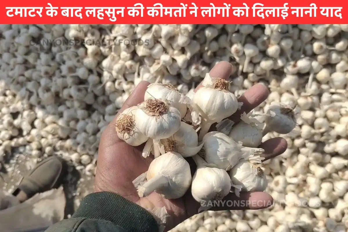 garlic Price hike (1)