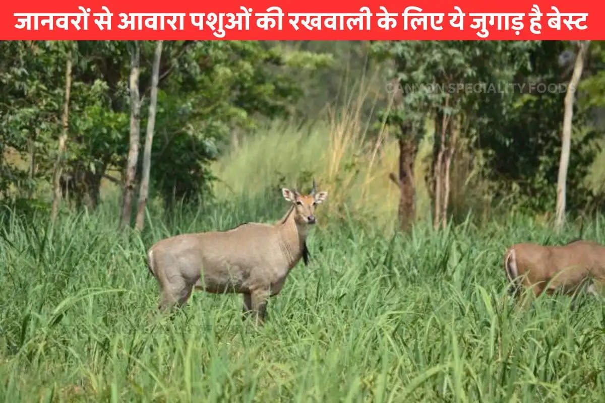 tips-for-nilgai-crop-safe-for-cracker