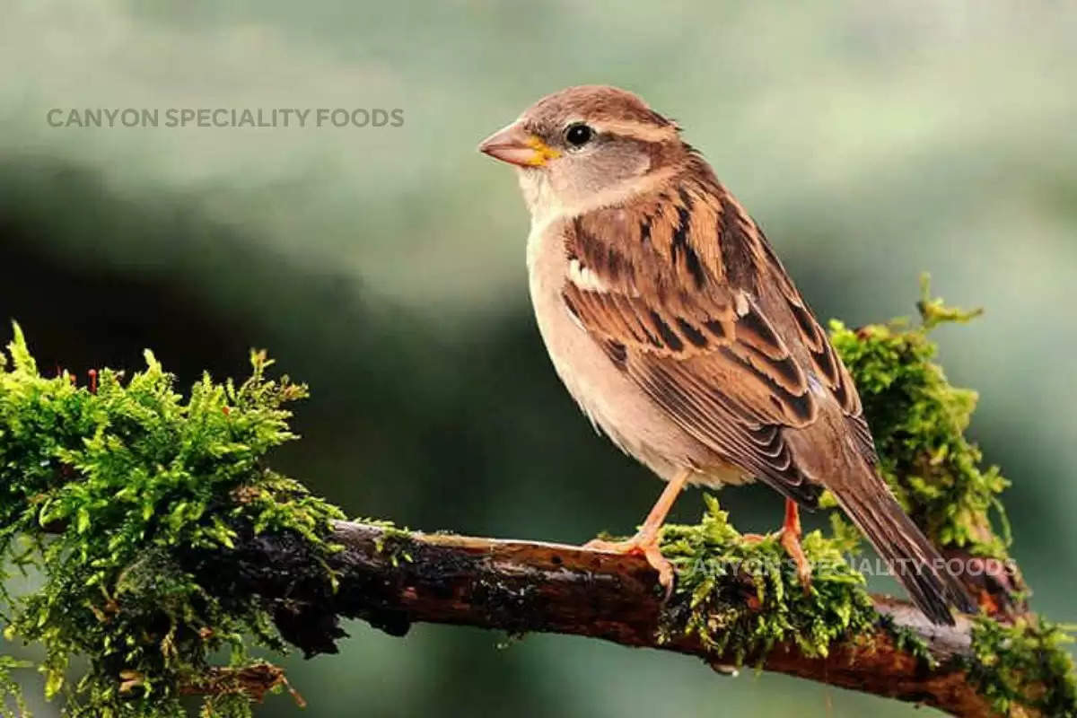 Birds chirping, Birds chirping at dawn, Birds singing at dawn, Bird noise, ABP News, GK,चिड़ियों का चहचहाना, भोर में चिड़ियों का चहचहाना, भोर में चिड़ियों का गाना, चिड़िया का शोर,