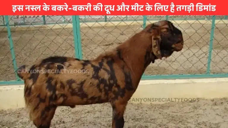 sirohi-goat-rearing-and-goat-farming-for-milk-and-meat-in-rajasthan