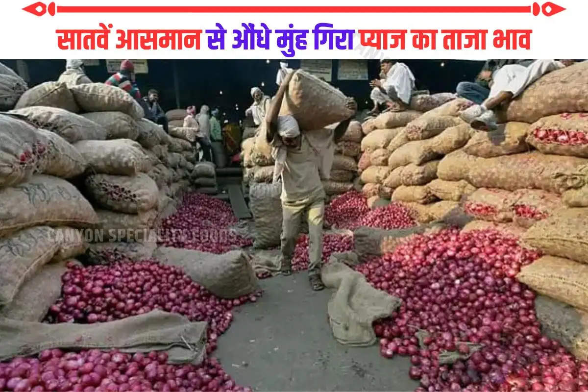 Onion Price Today