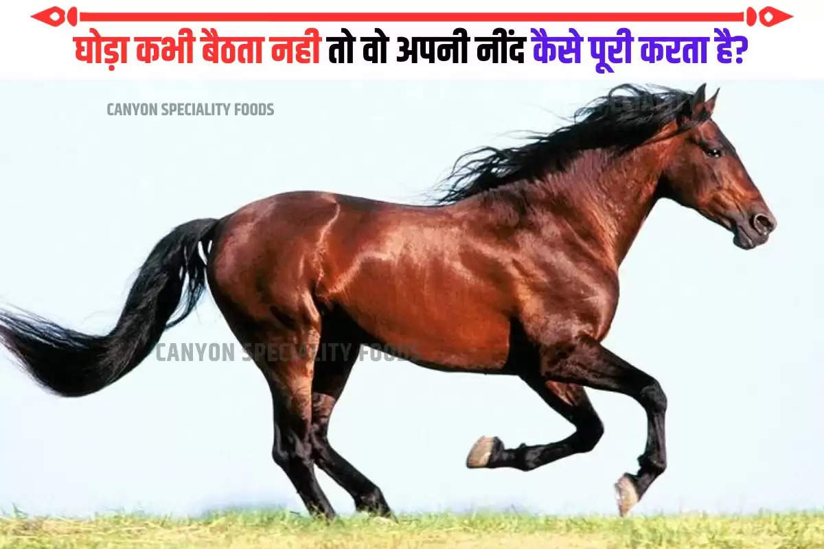 Intresting Fact About Horse