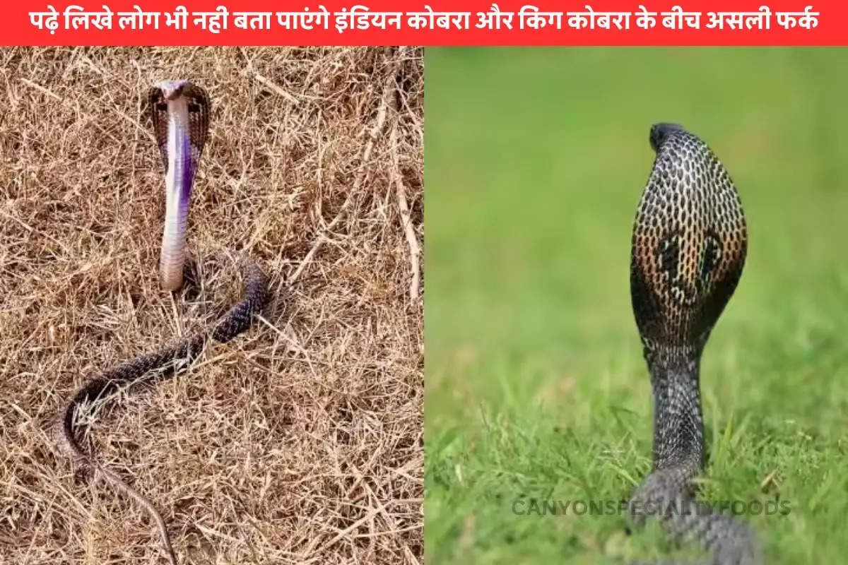 Indian Cobra vs King Cobra