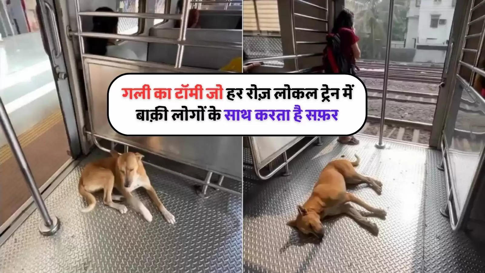 dog travel daily in train (1)