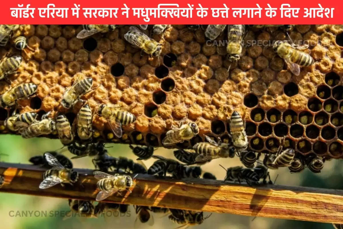 government-order-to-install-beehives-on-the-borders