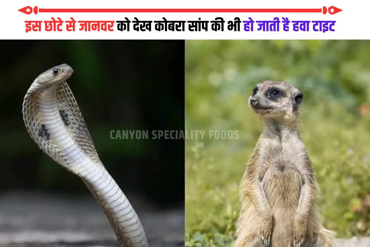 meerkats-can-kill-king-cobra