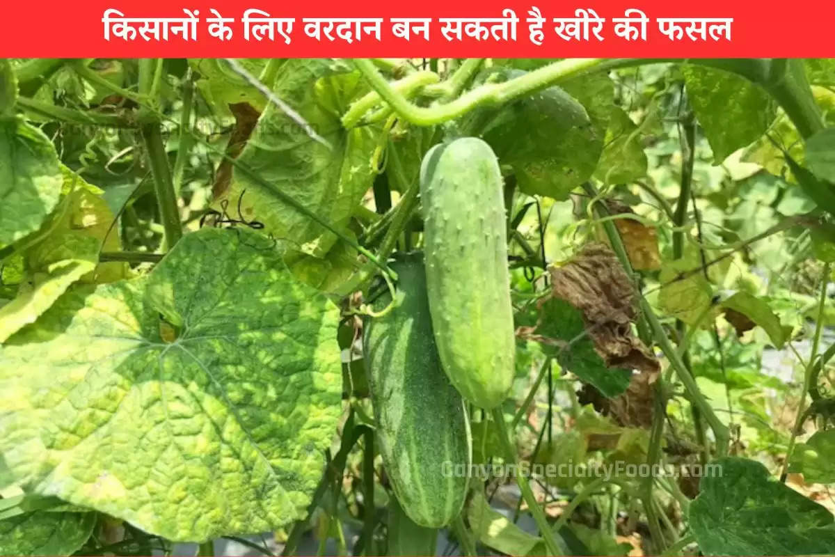 farming-tips-benefits-of-cucumber