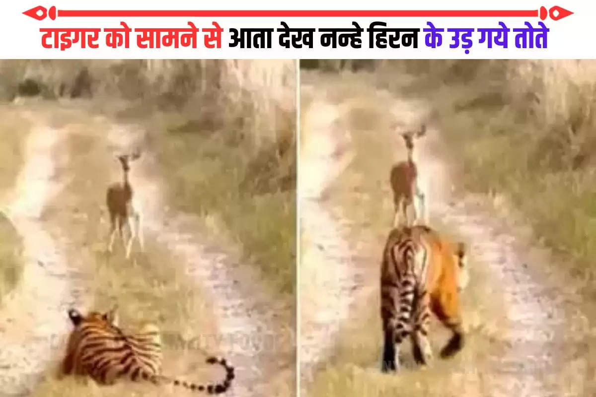 tiger or hiran ka viral video