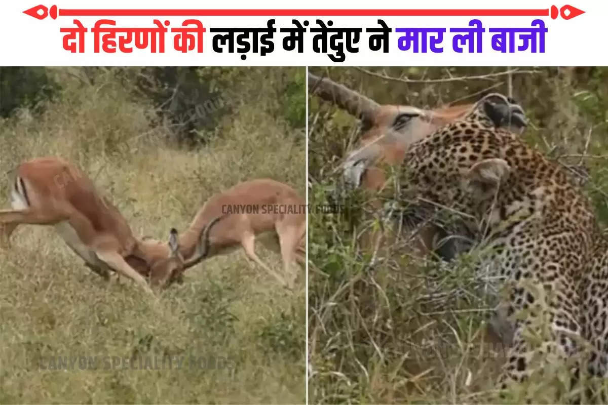 Leopard Attacks On Fighting Bucks