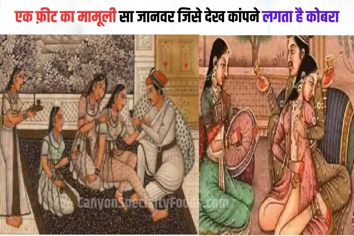 jahanara exposed dark secrets of mughal harem