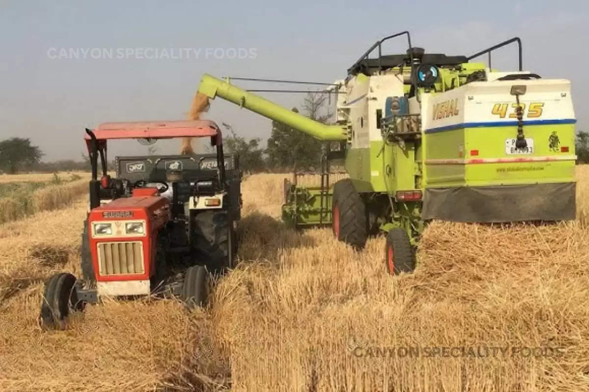 administration-operated-a-combine-on-the-wheat-crop