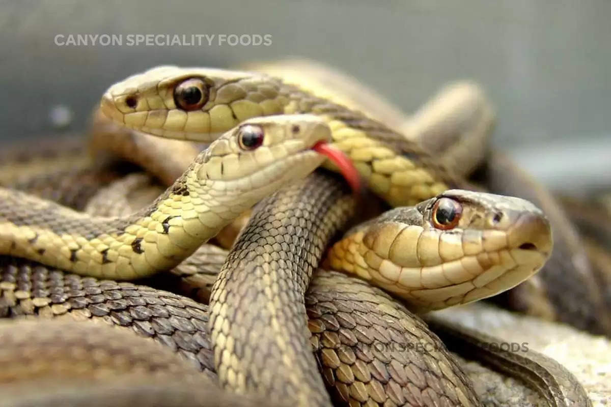 snake-farming-in-china