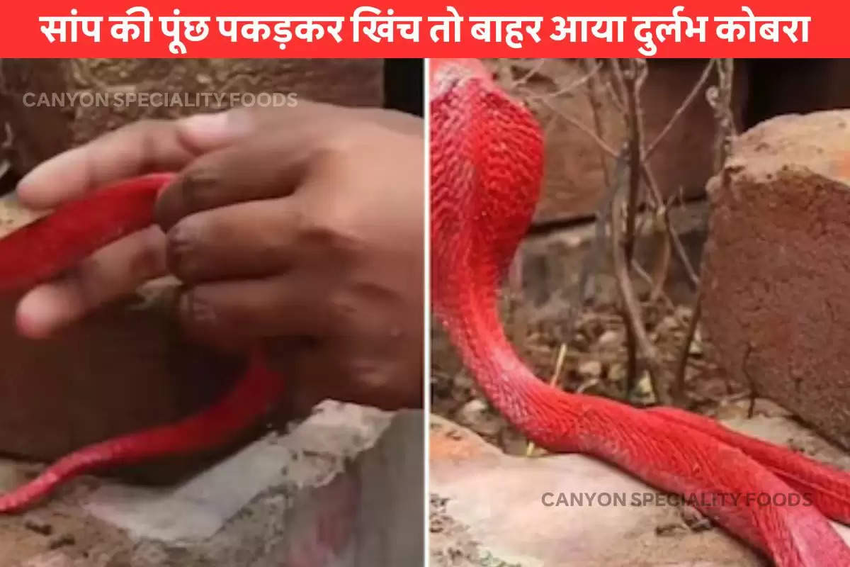 red colour cobra real or fake