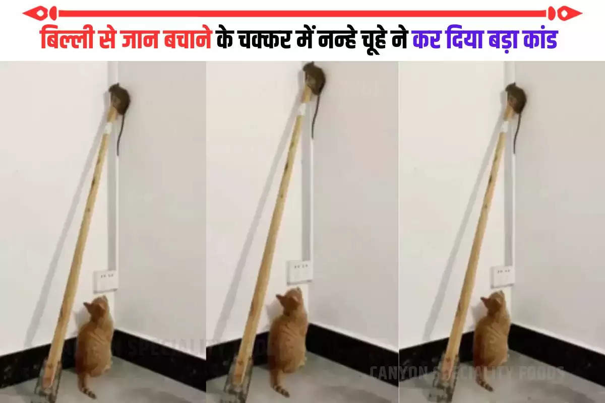 chue billi ki ladai viral video