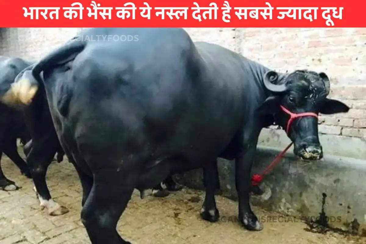 highest-milk-yielding-buffalo-breed