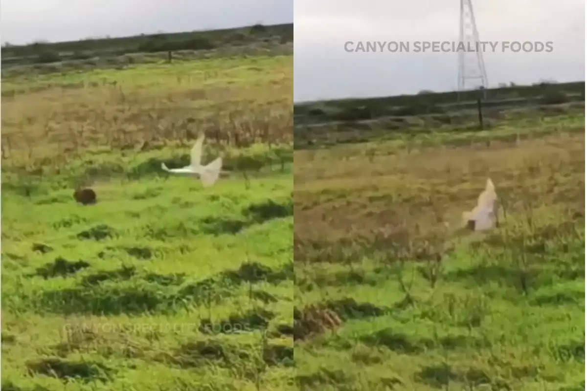 hawk attack on rabbit video