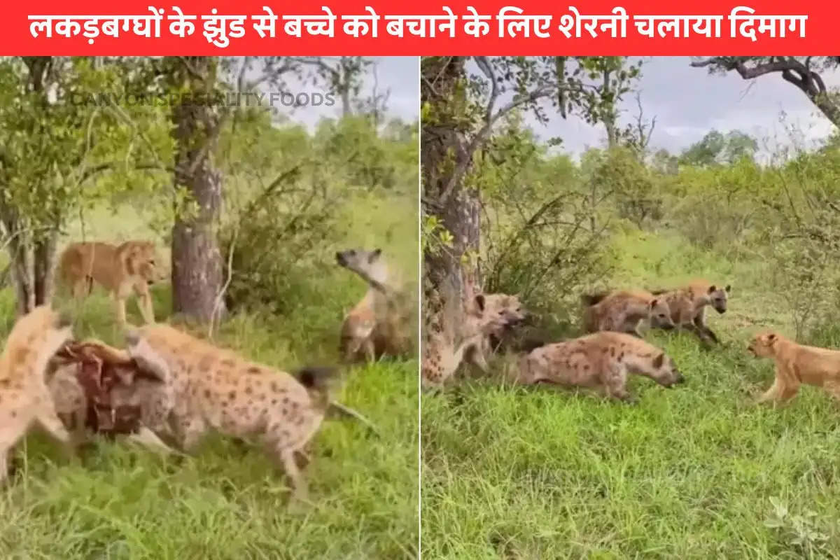 Lioness vs hyenas Viral Video