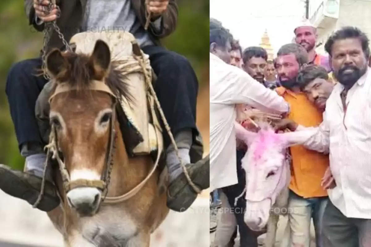 Son In Laws Sitting On Donkey