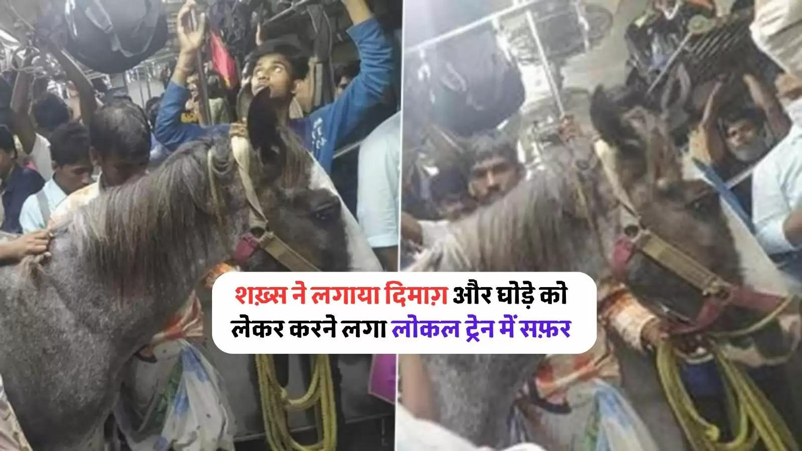 Horse travel in local train