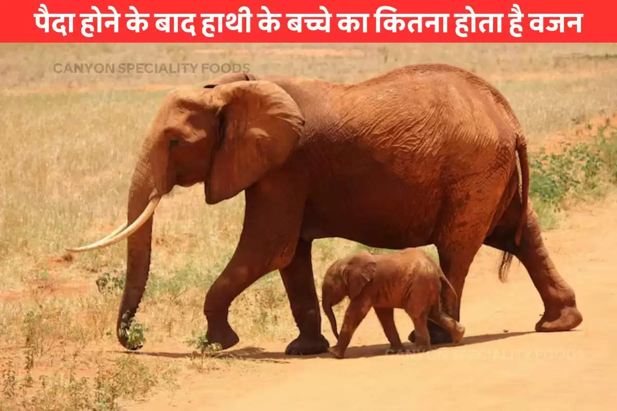 Newborn elephant weight