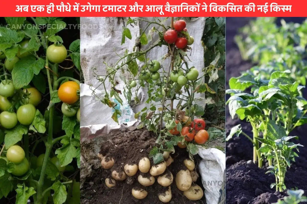 Production of Potato and Tomato in the same tree