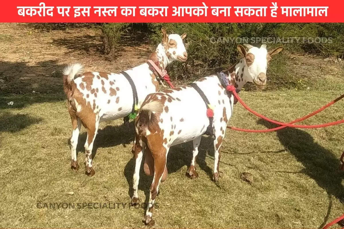 male-goat-bakra-breed