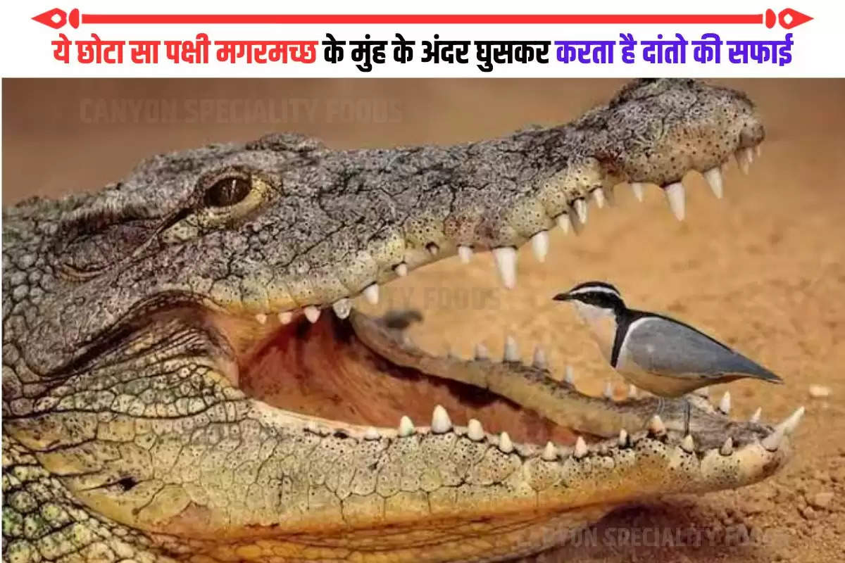 dentist of crocodile