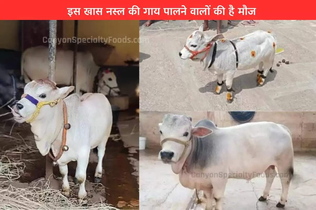 punganur-cow-this-twoandahalffeet