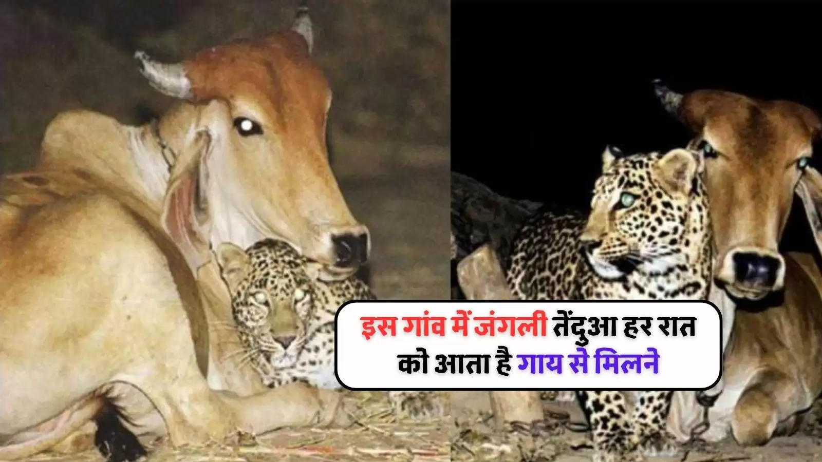 Leopard comes to meet the cow