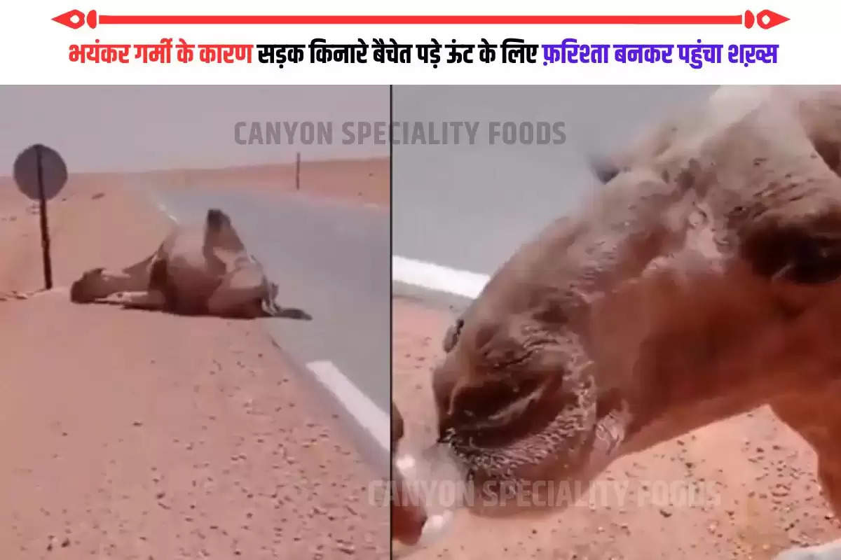 Camel drink water viral video