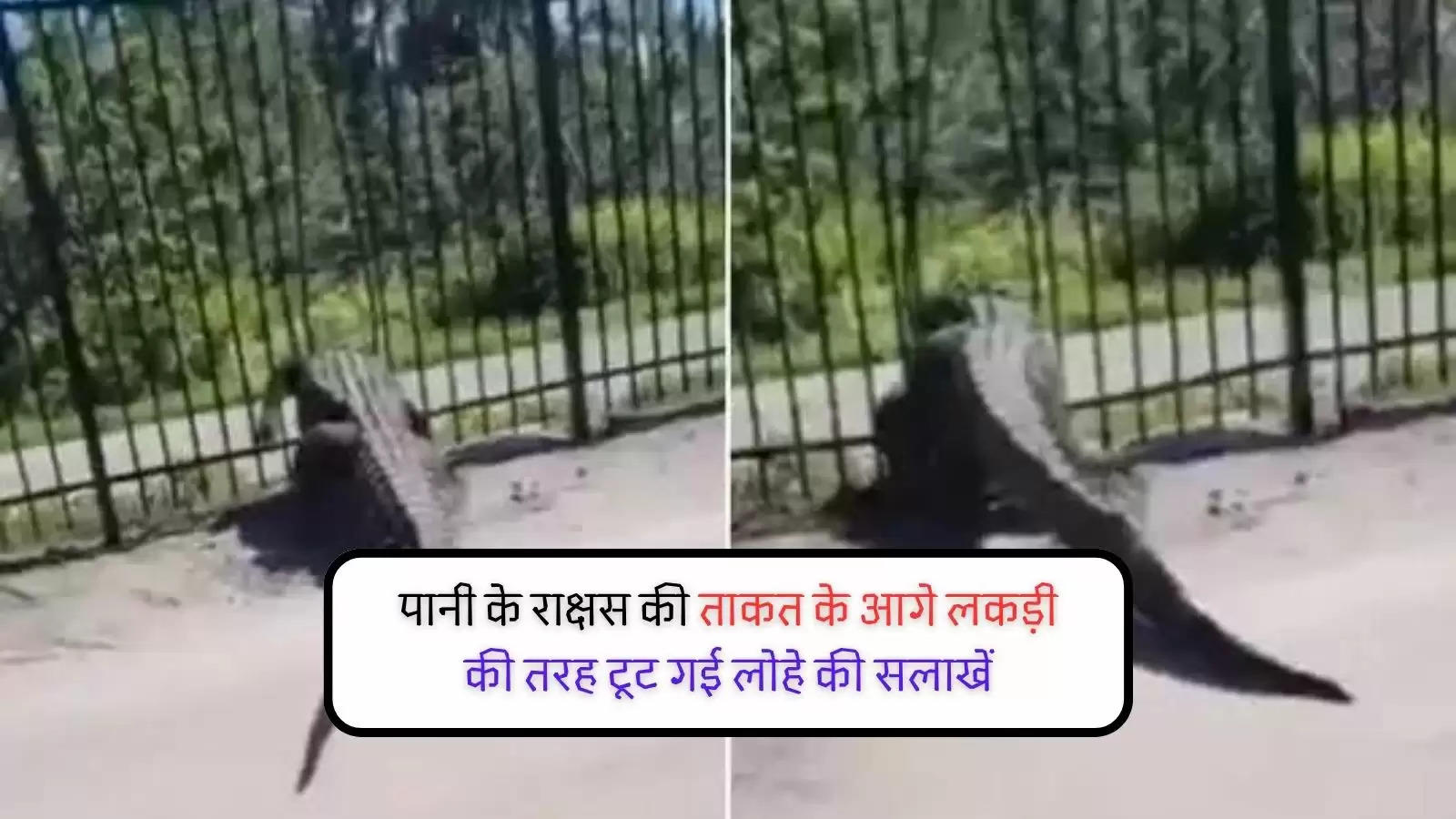 Alligator Shocking Viral Video