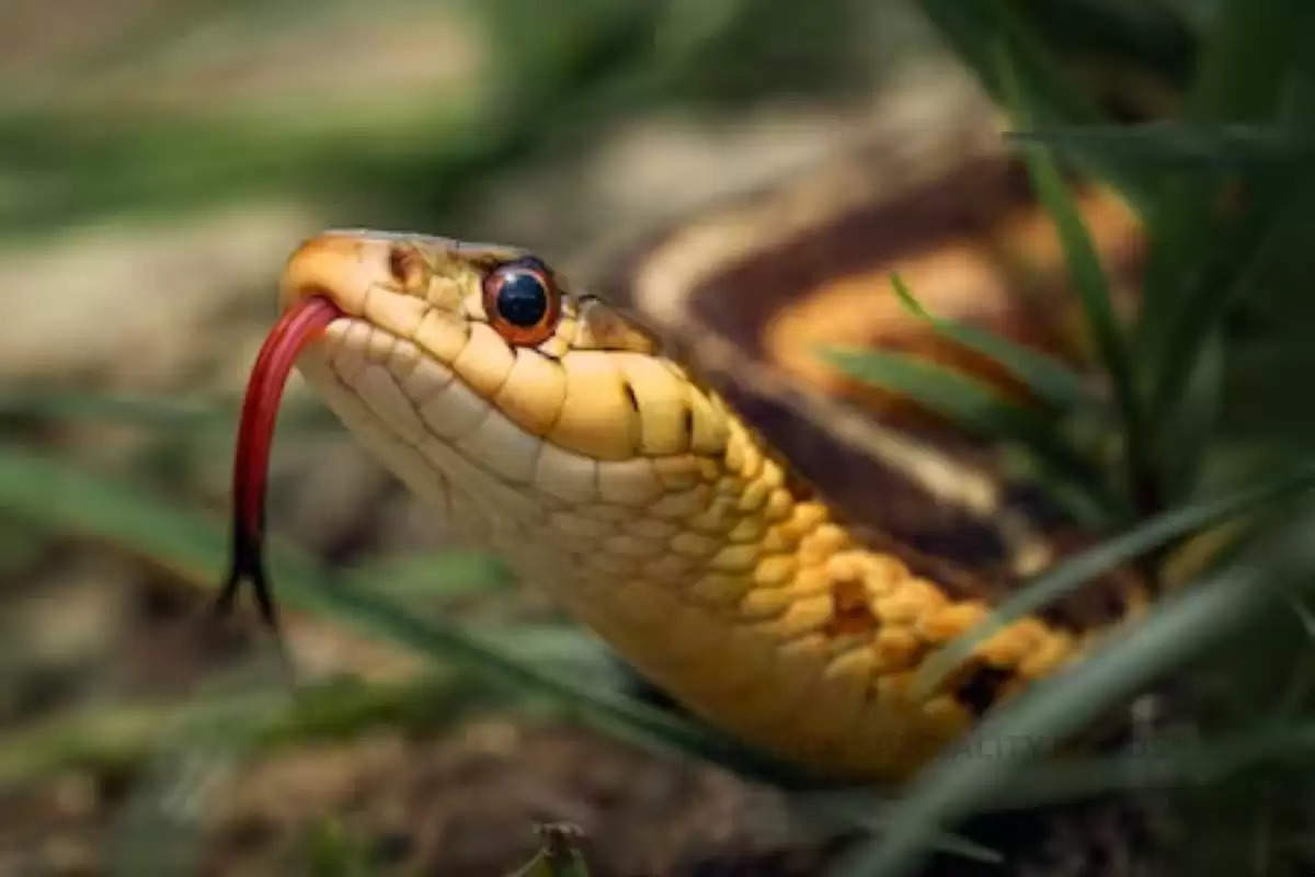 one-snake-bites-another-snake