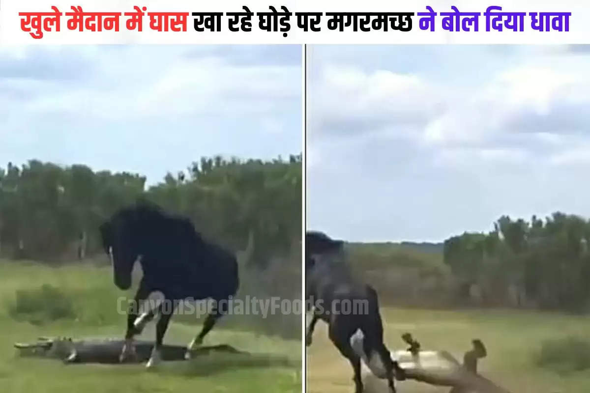 Horse Crocodile Fight Video