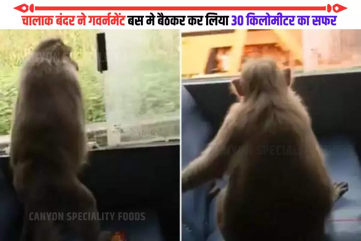 monkey takes ride on ksrtc bus