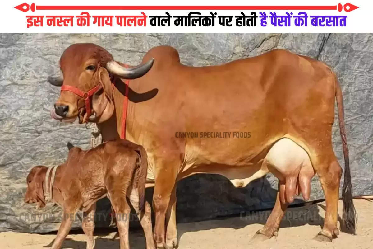 Highest Milk Cow