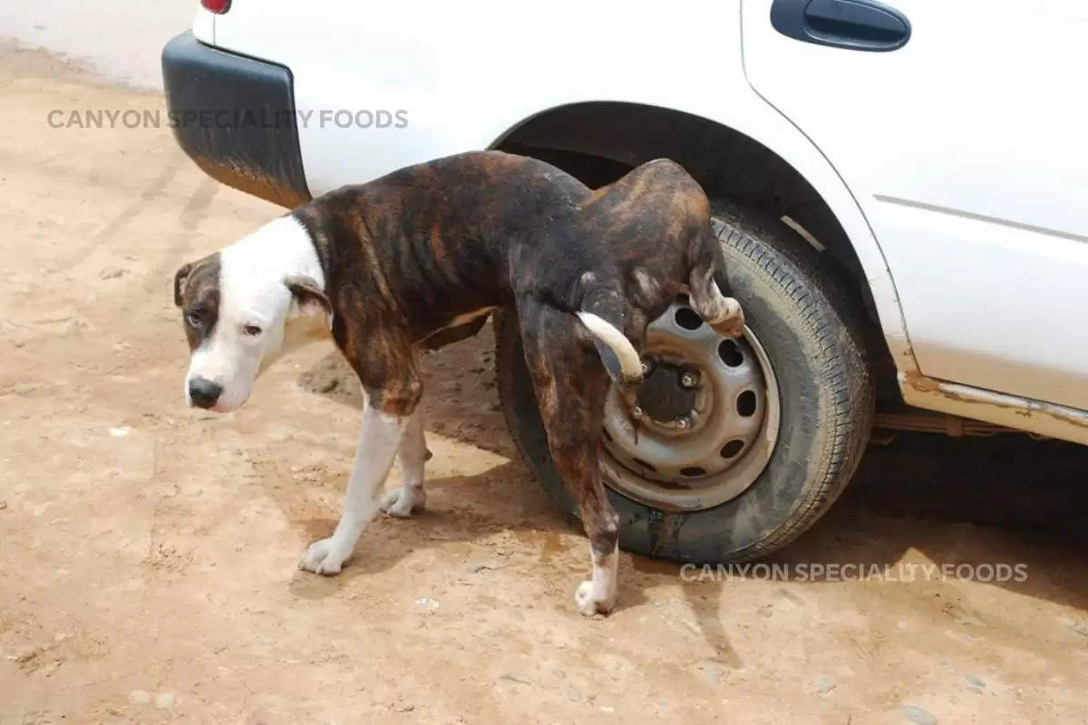 dogs-pee-on-cars-tyres