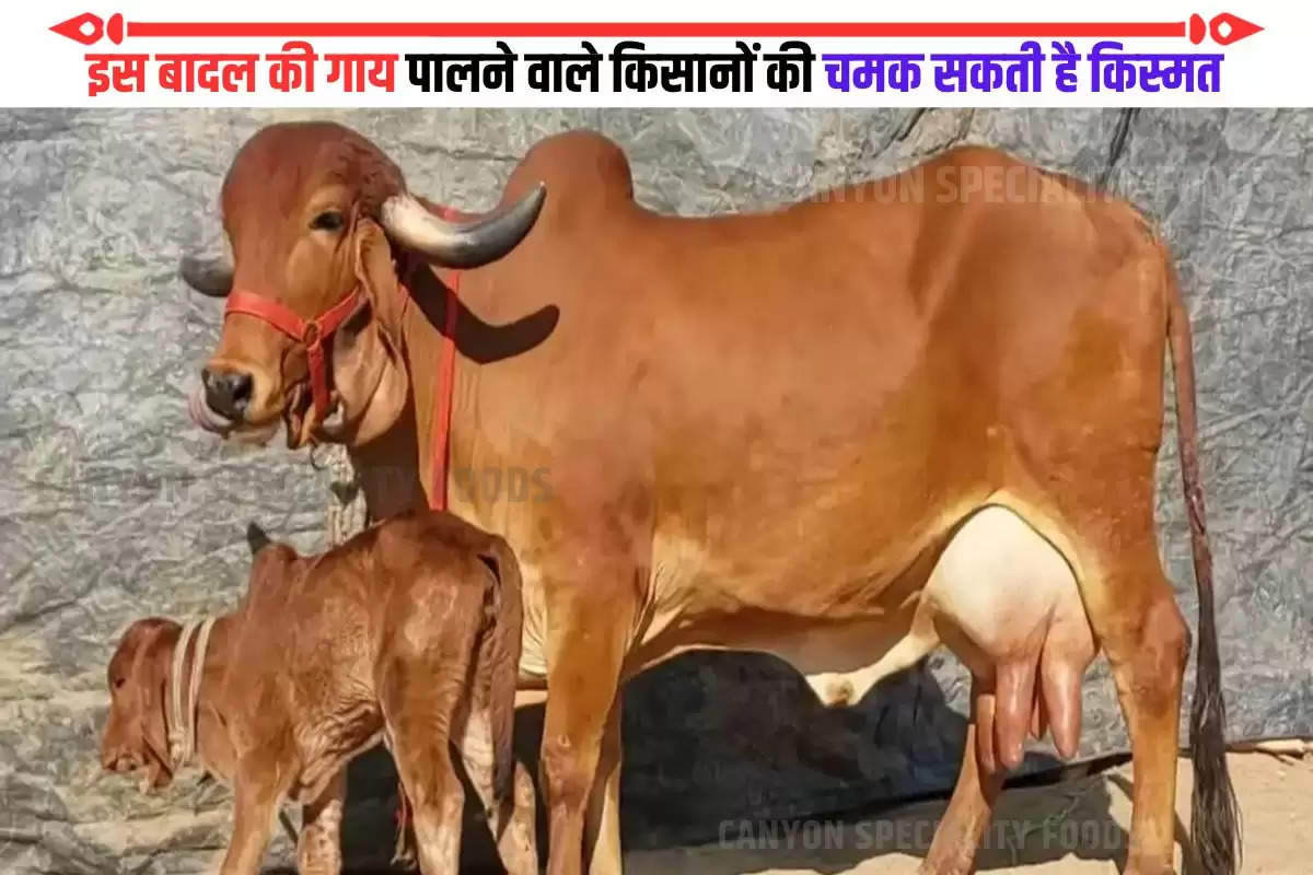 Highest Milk Cow (1)