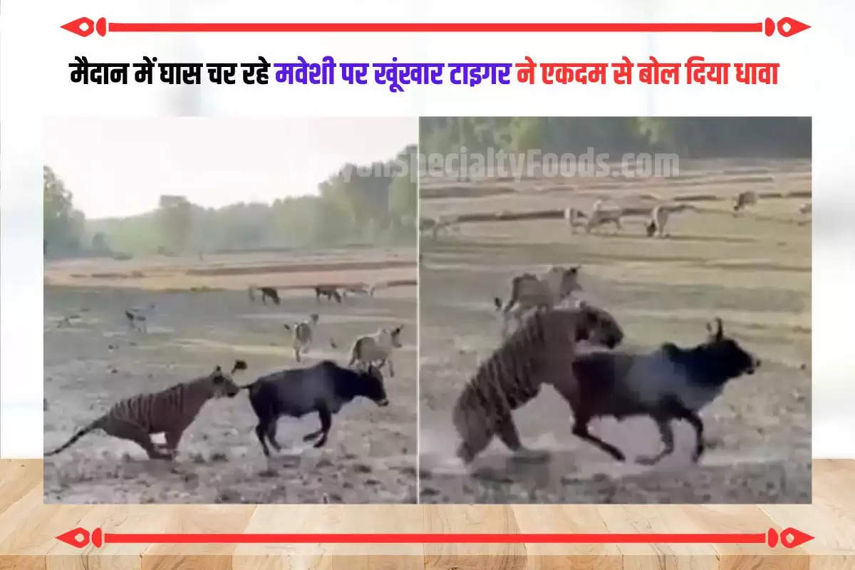 tiger-attack-cattle-in-national-park