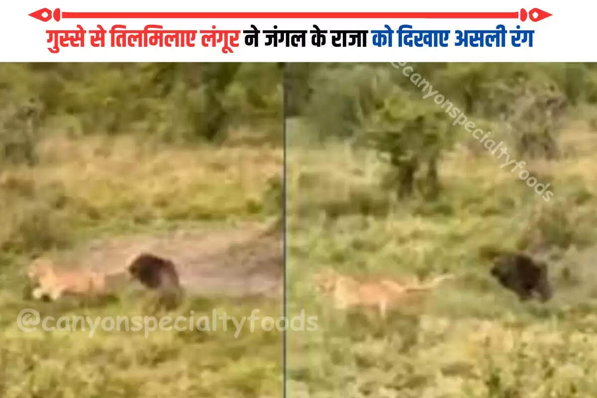 when-baboon-chases-and-defeats-lion-to-save-its-troops-you-will-be-stunned-to-see-the-viral-video