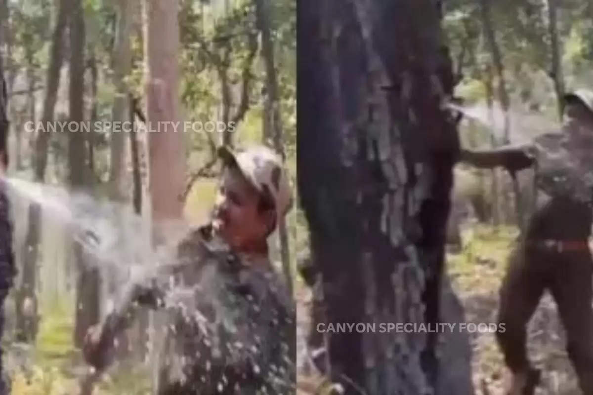 water-tree-viral-video-quench-thirst